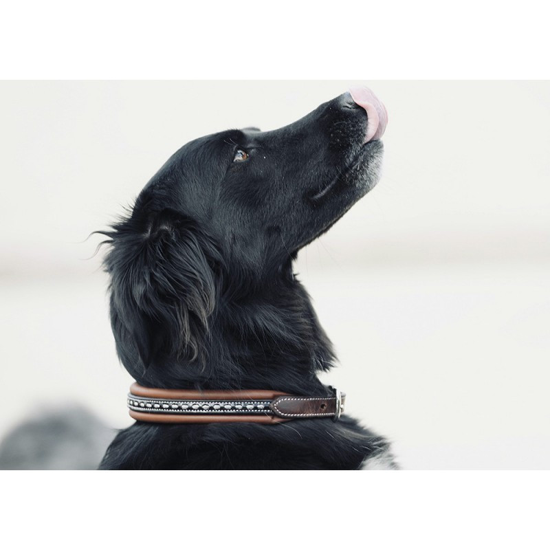 Collier pour chien cuir Point Sellier Pénélope