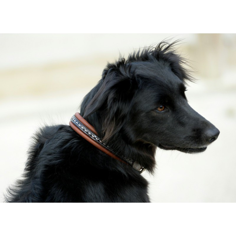Collier pour chien cuir Point Sellier Pénélope