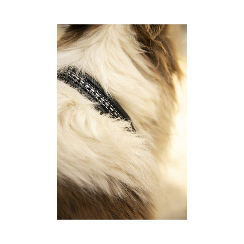 Collier pour chien cuir Point Sellier Pénélope