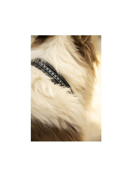 Collier pour chien cuir Point Sellier Pénélope