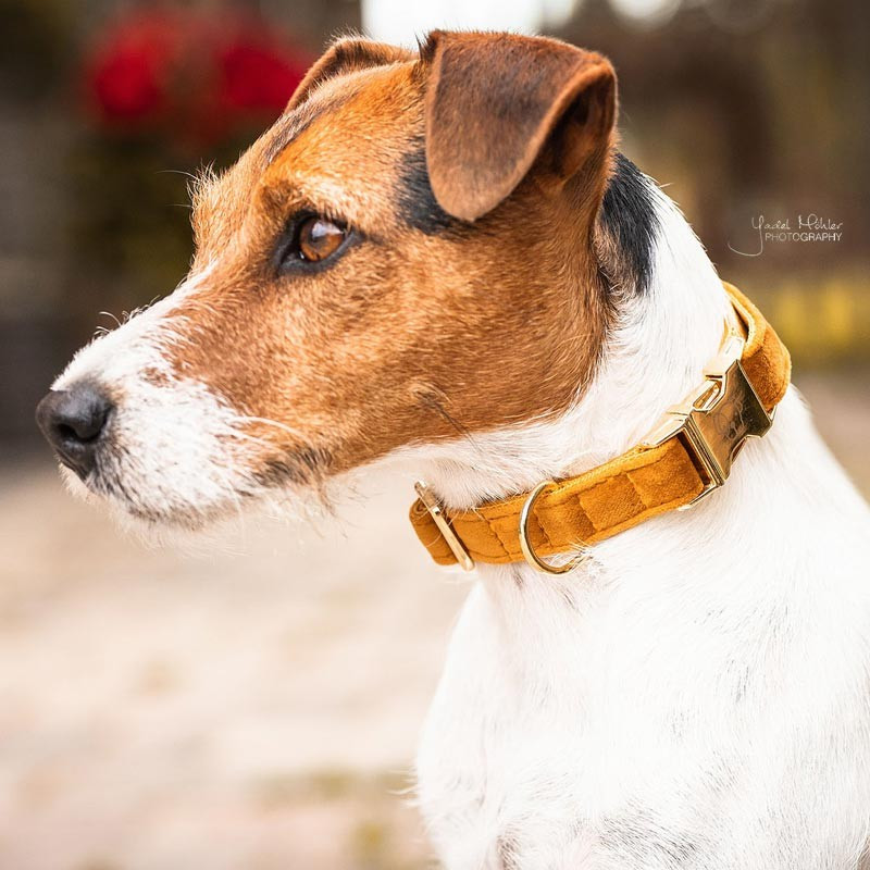 Collier chien velour Velvet Kentucky