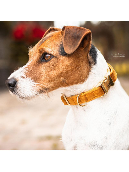 Collier chien velour Velvet Kentucky