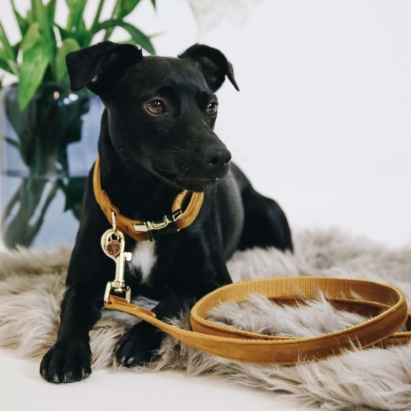 Laisse Velvet Velour Kentucky