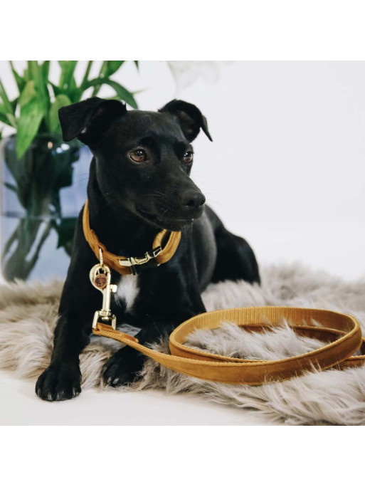 Laisse Velvet Velour Kentucky