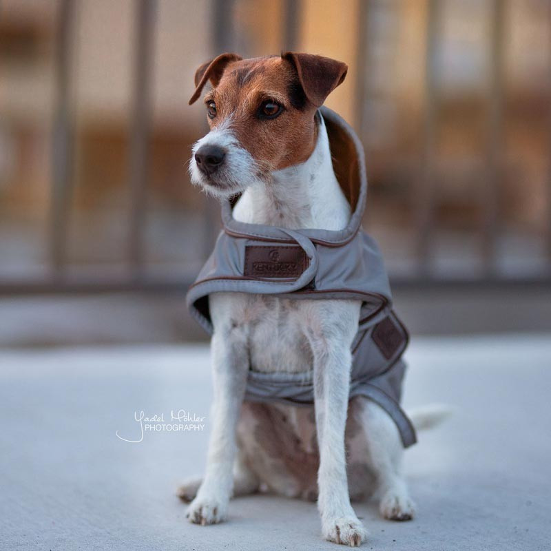 Couverture chien Réfléchissante Imperméable Kentucky