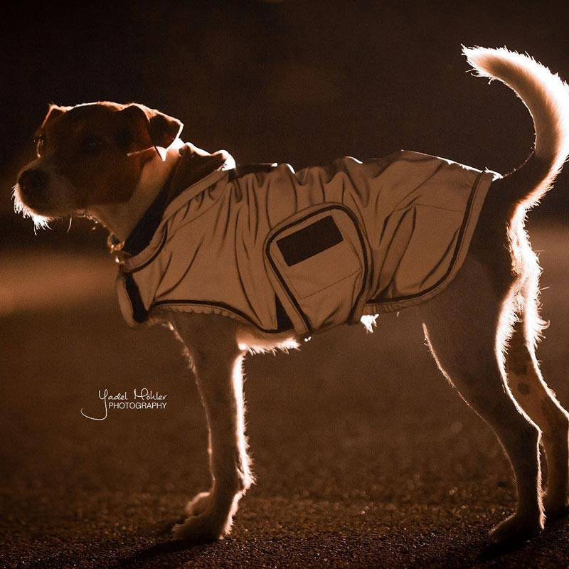 Couverture chien Réfléchissante Imperméable Kentucky