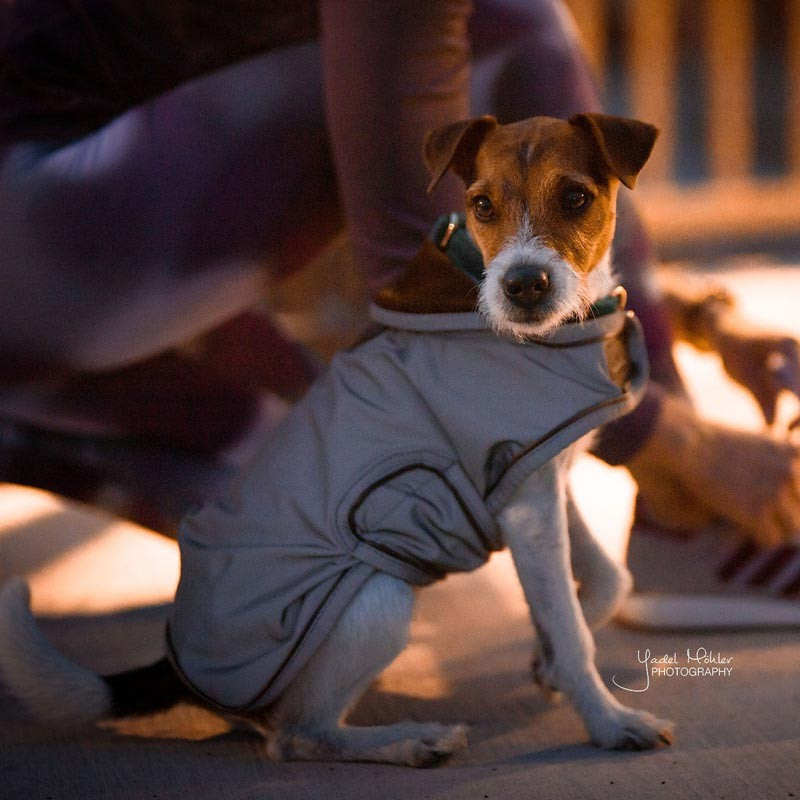 Couverture chien Réfléchissante Imperméable Kentucky