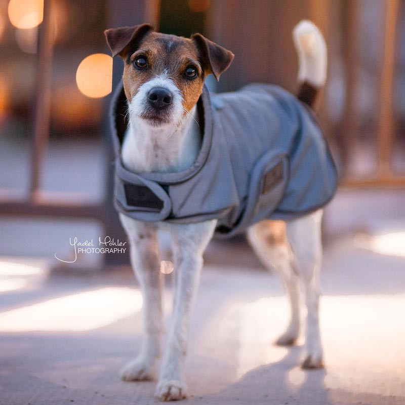 Couverture chien Réfléchissante Imperméable Kentucky