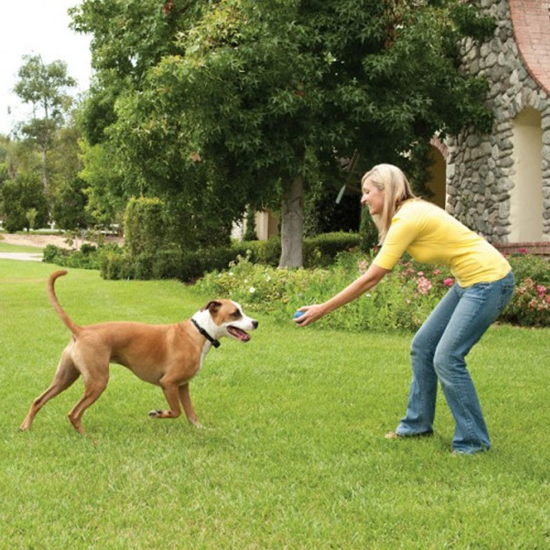 Collier anti-fugue chien Stay and Play Petsafe (15 à 58cm)