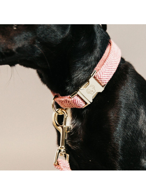 Collier pour chien wool Kentucky Collier pour chien wool Kentucky
