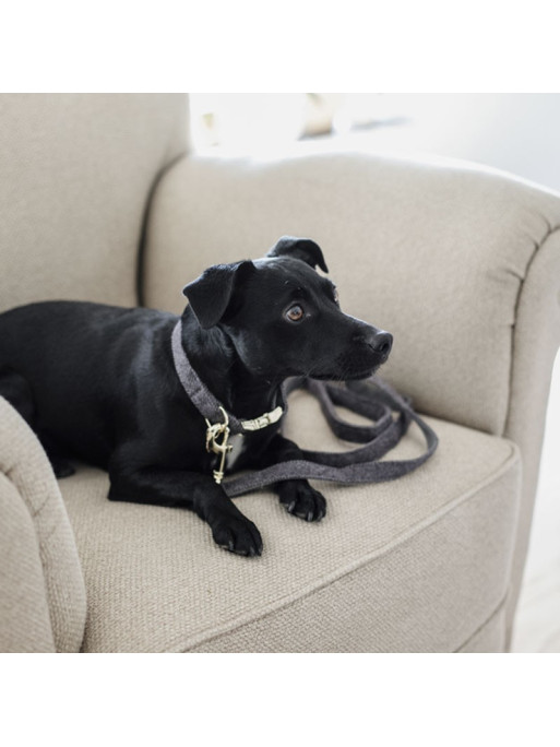 Laisse pour chien Wool Kentucky Laisse pour chien Wool Kentucky