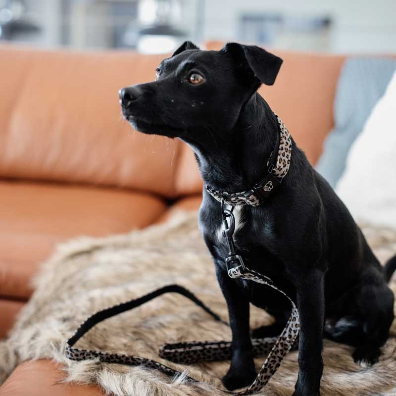 Collier pour chien Léopard Kentucky