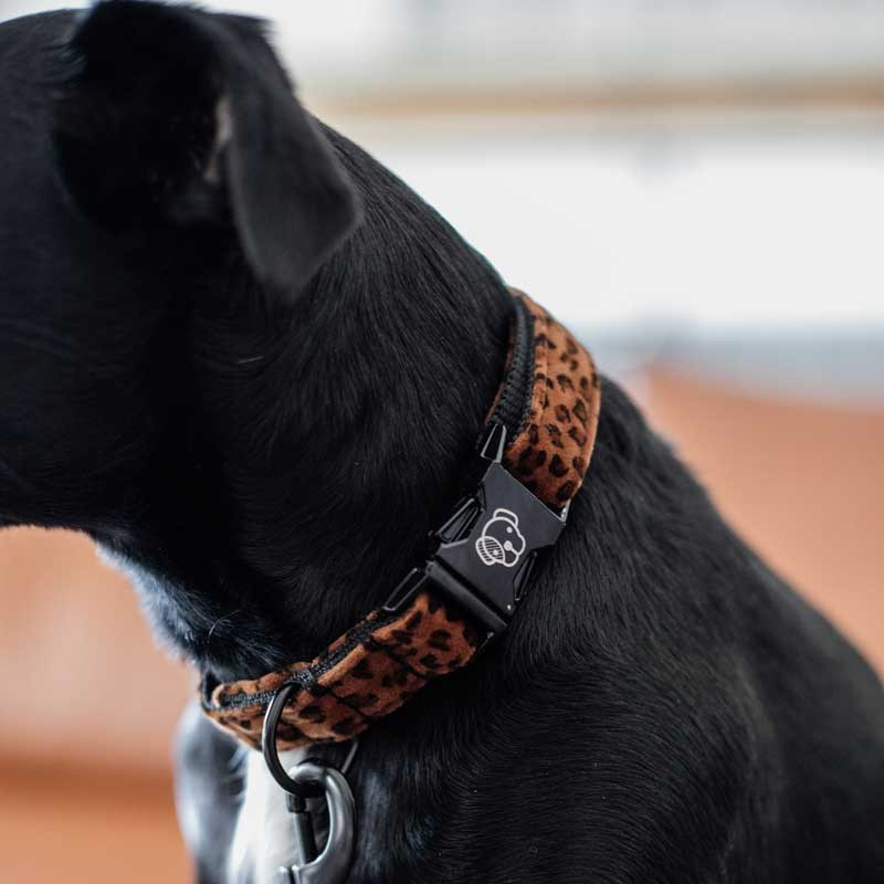 Collier pour chien Léopard Kentucky