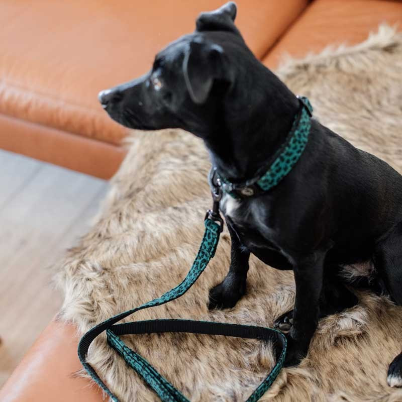 Collier pour chien Léopard Kentucky