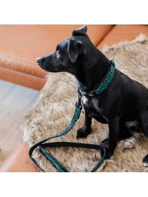 Collier pour chien Léopard Kentucky