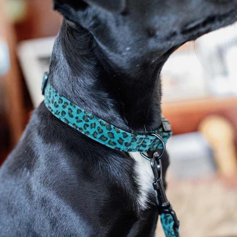 Collier pour chien Léopard Kentucky