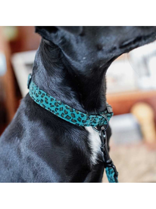 Collier pour chien Léopard Kentucky