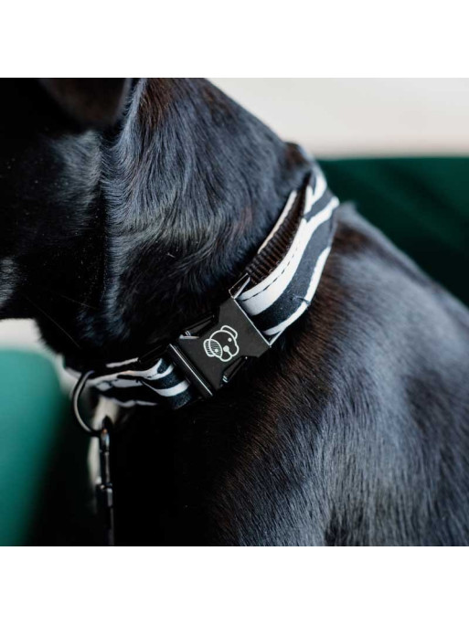 Collier pour chien Zebra Kentucky