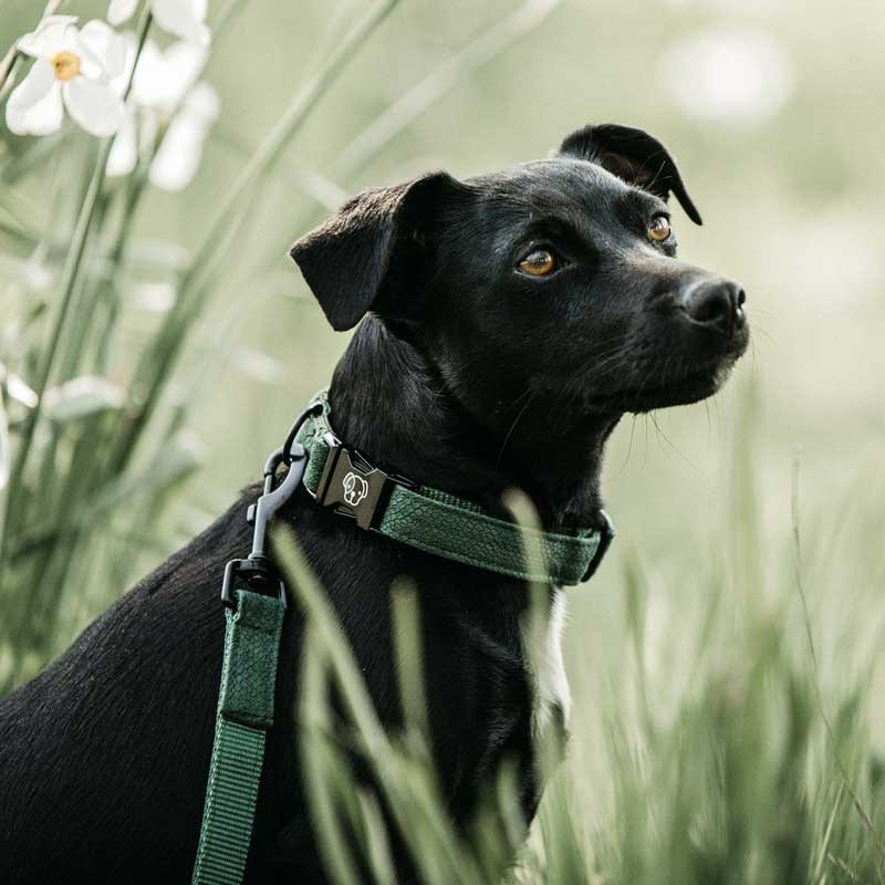 Collier pour chien Lizard Kentucky