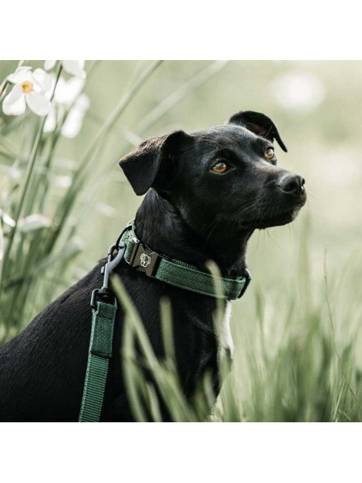 Collier pour chien Lizard Kentucky