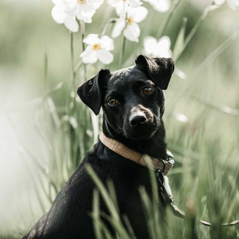 Collier pour chien Lizard Kentucky