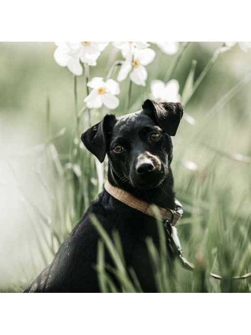 Collier pour chien Lizard Kentucky