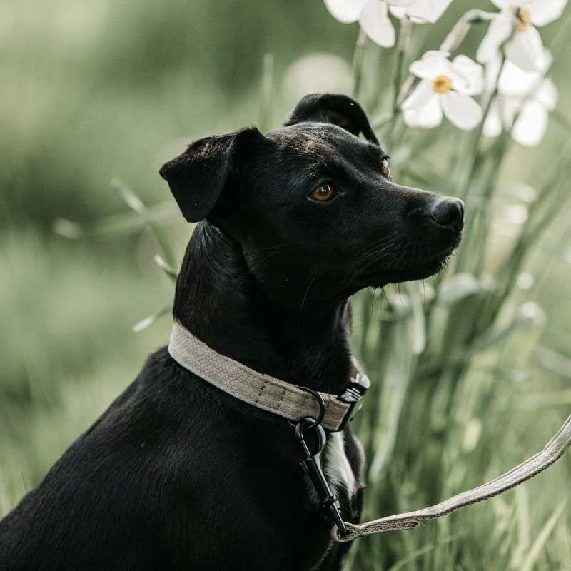 Collier pour chien Lizard Kentucky