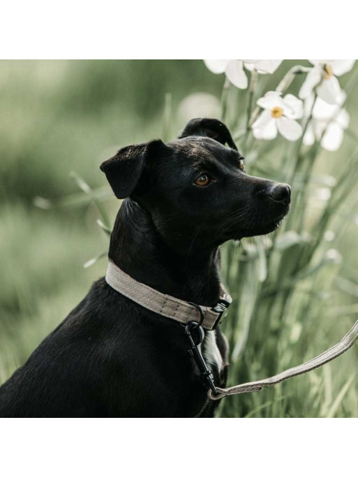 Collier pour chien Lizard Kentucky