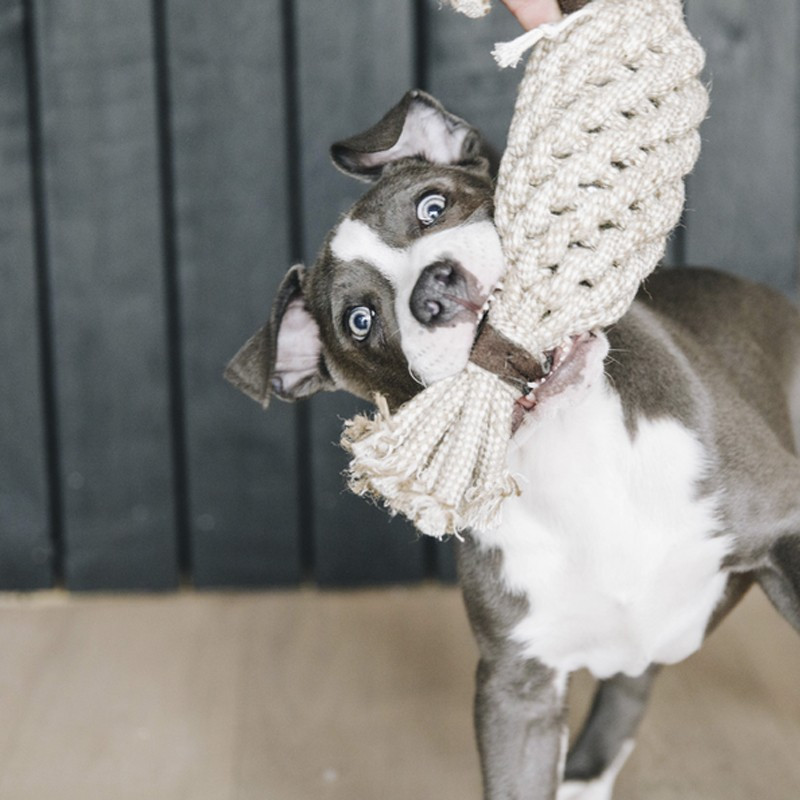 Jouet pour chien Cotton Rope Pineapple Kentucky