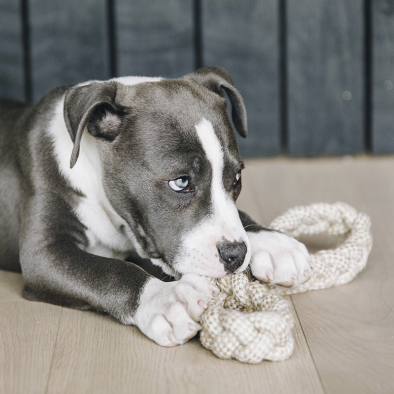 Jouet pour chien Cotton Rope 8-Loop Kentucky