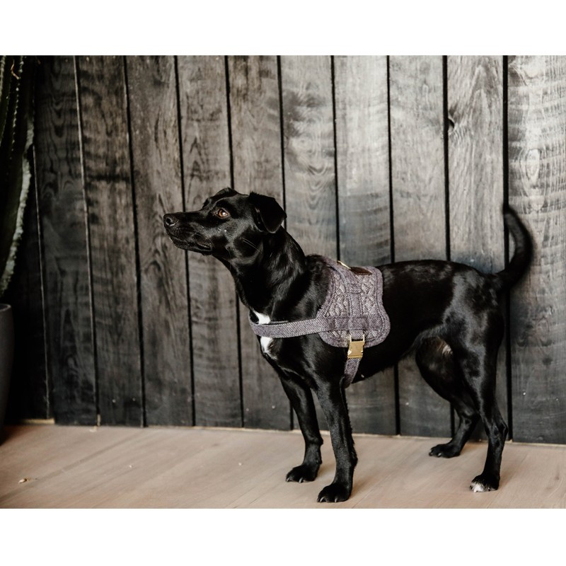 Harnais pour chien Body Safe Kentucky