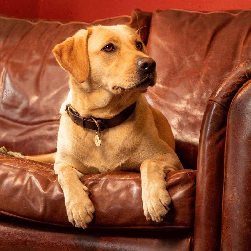 Collier pour chien Le Chameau