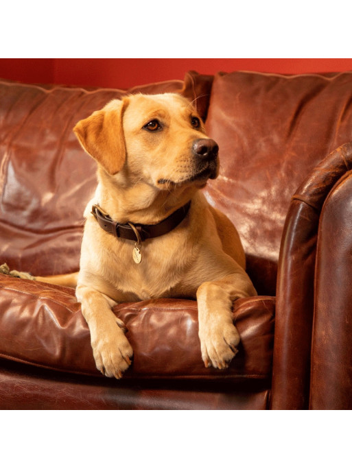 Collier pour chien Le Chameau Collier pour chien Le Chameau