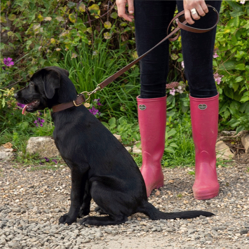 Laisse pour chien Le Chameau