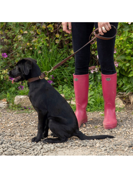 Laisse pour chien Le Chameau