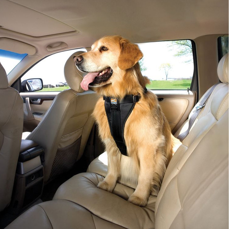 Harnais sécurité voiture chien – Fit Super-Humain