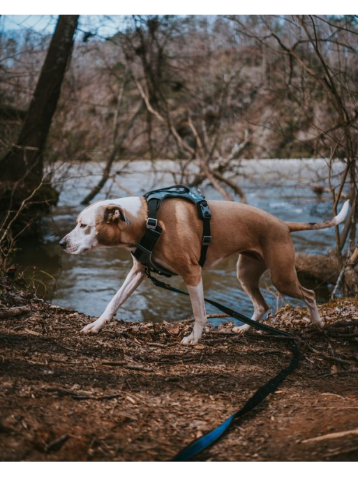 Harnais - JOURNEY AIR - Noir