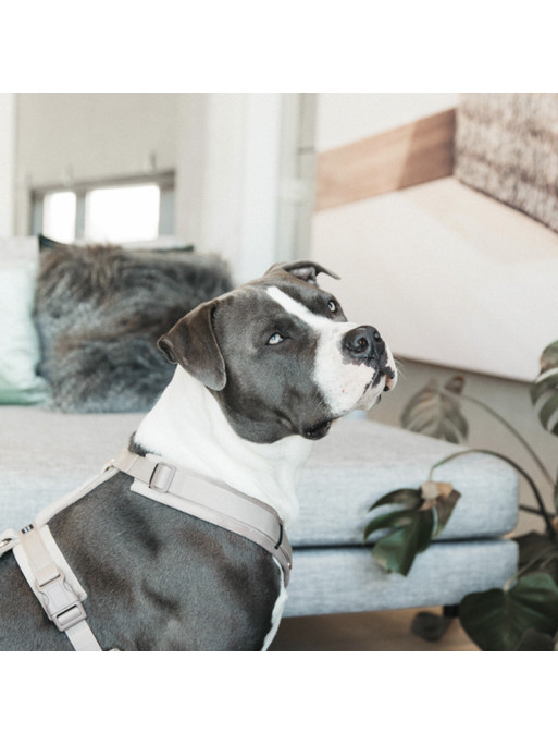 Harnais pour chien Velvet Kentucky Harnais pour chien Velvet Kentucky
