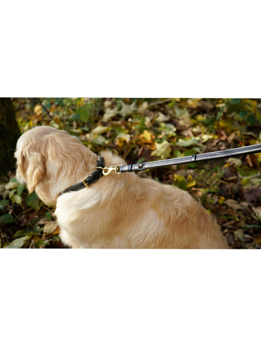 Laisse ajustable pour chien Dy'on