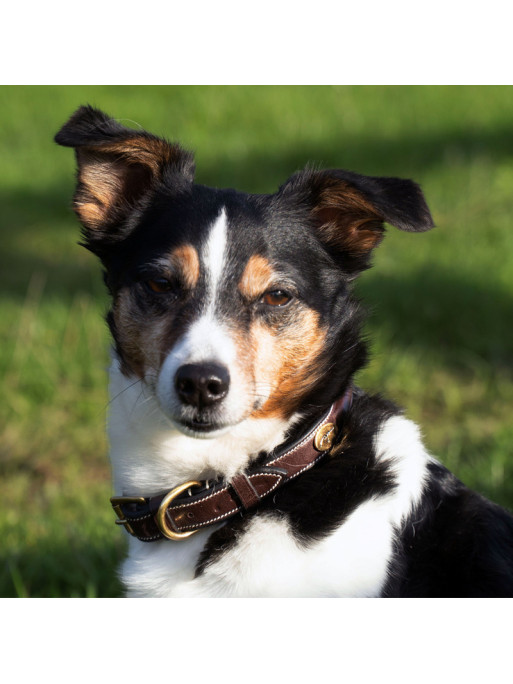 Collier pour chien avec Surpiqure Decorative Dy'on Collier pour chien avec Surpiqure Decorative Dy'on