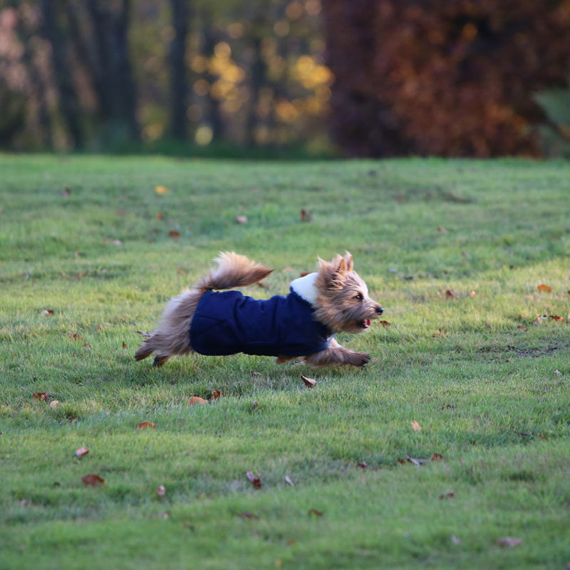 Couverture chien matelassée Kentucky