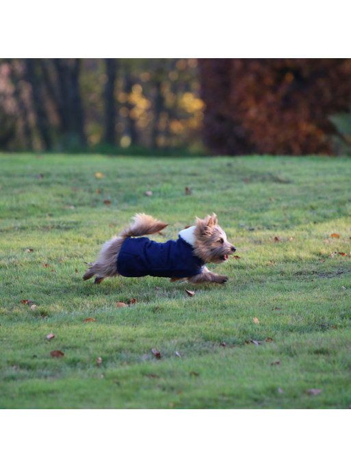 Couverture chien matelassée Kentucky