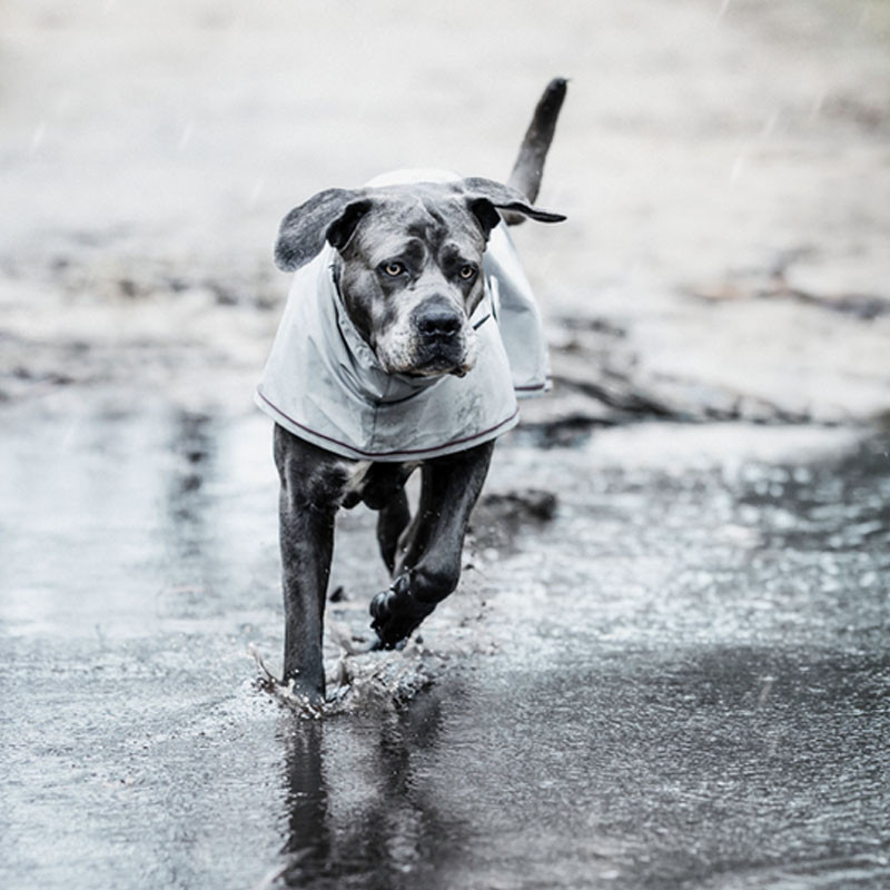 Couverture de pluie chien Kentucky