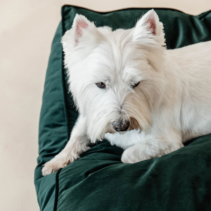 Matelas pour chien Velvet Kentucky vert 3