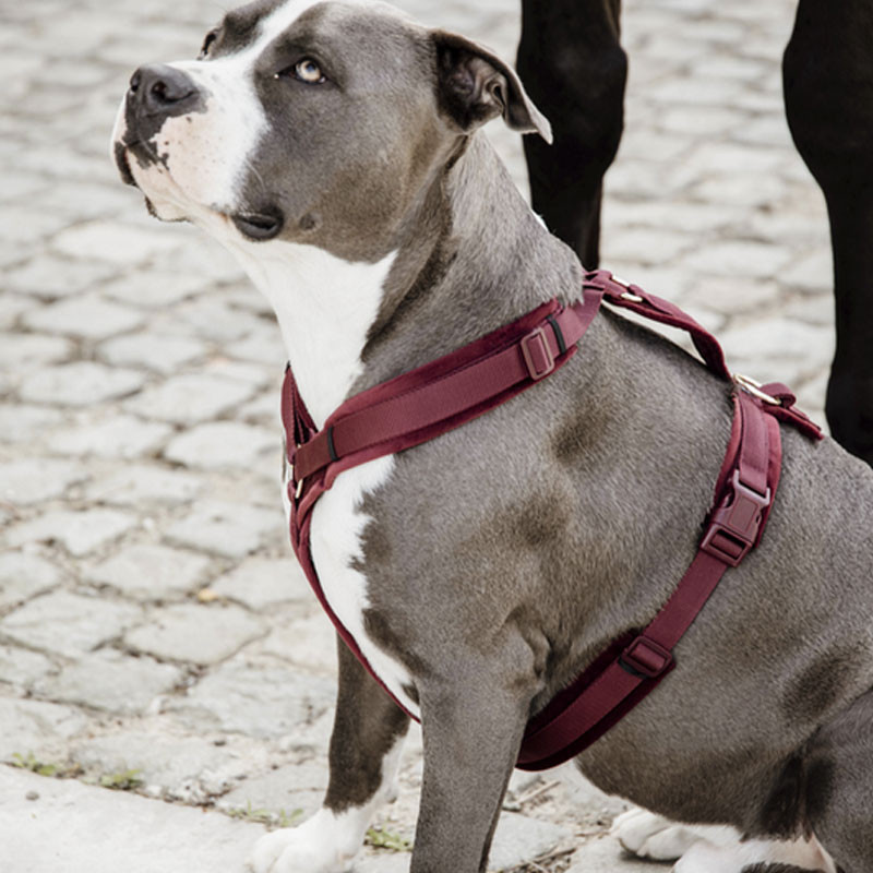 Harnais pour chien Actif Velvet Kentucky
