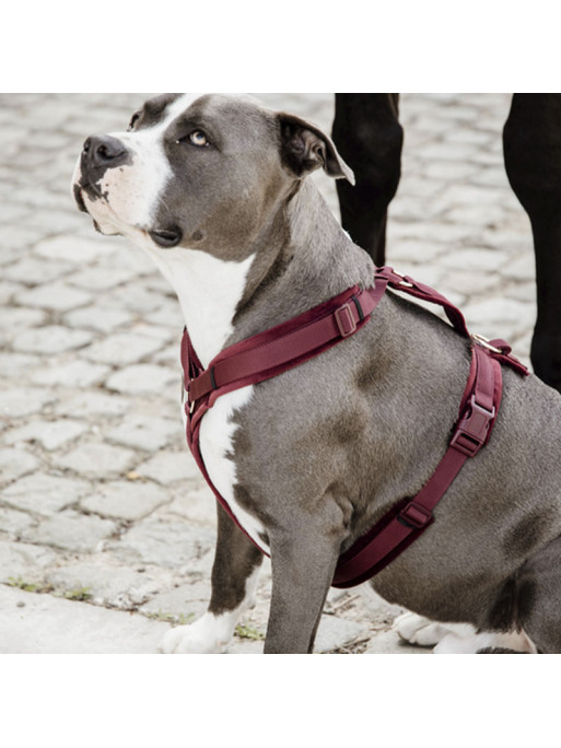 Harnais pour chien Actif Velvet Kentucky Harnais pour chien Actif Velvet Kentucky