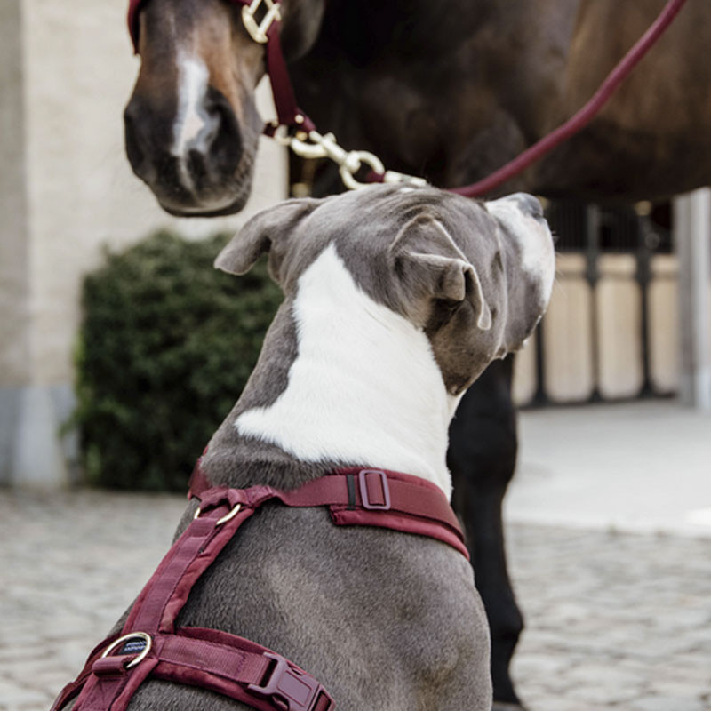 Harnais pour chien Actif Velvet Kentucky