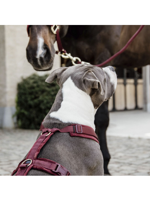 Harnais pour chien Actif Velvet Kentucky Harnais pour chien Actif Velvet Kentucky