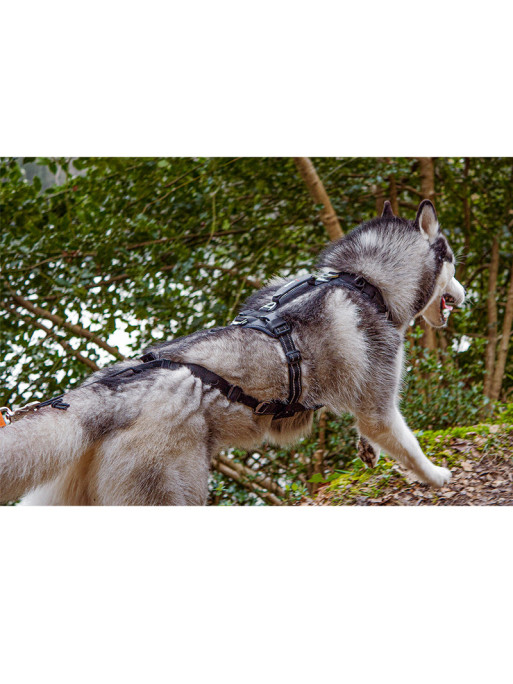 Harnais raidlight I-Dog Harnais raidlight I-Dog