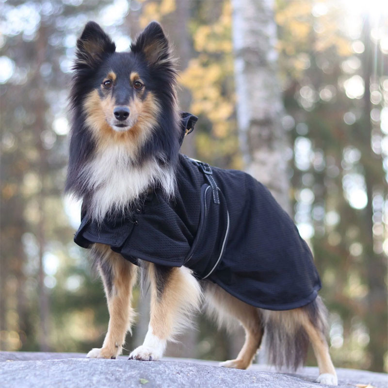 Manteau filet pour chien Back On Track